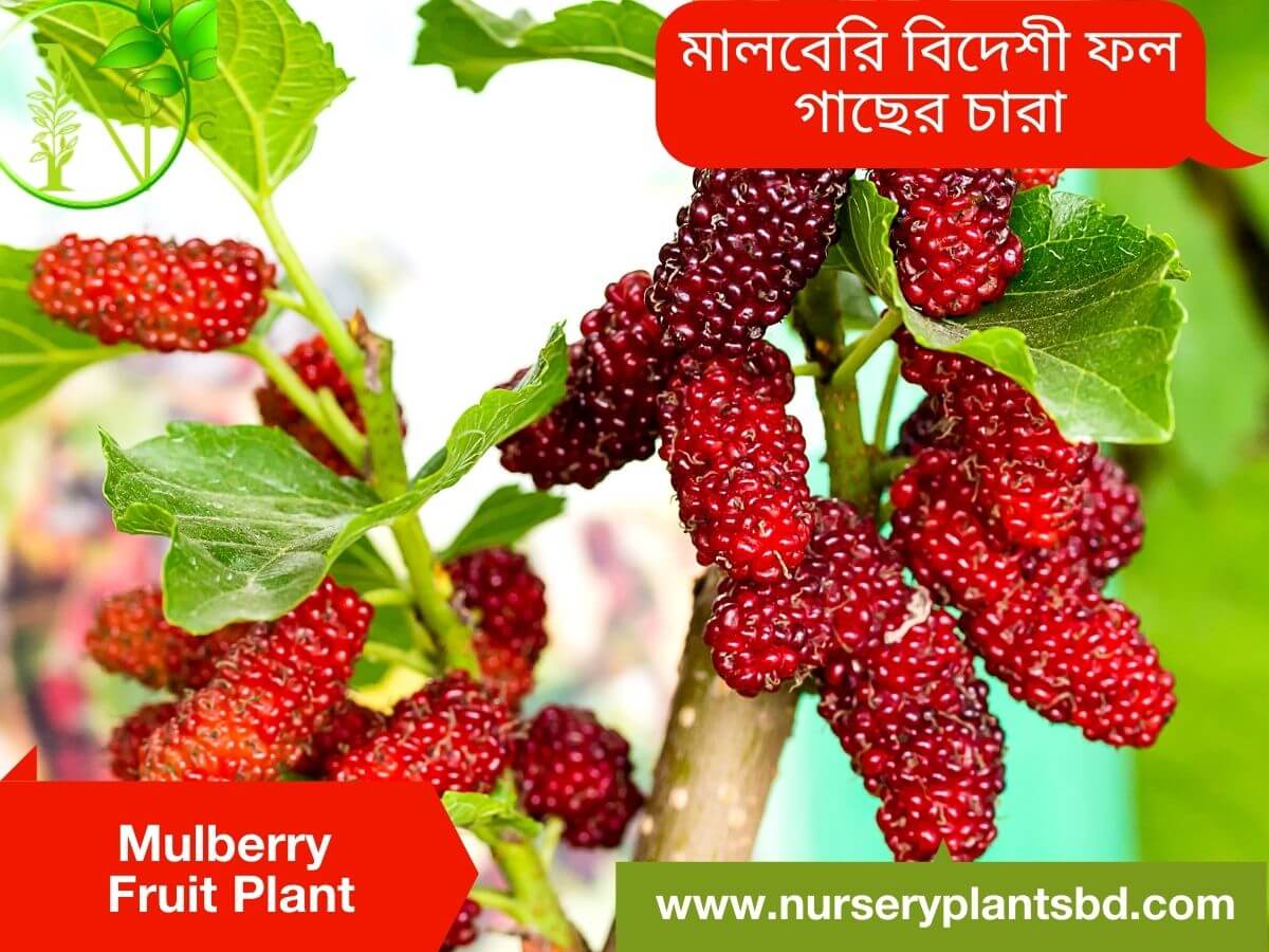 The Best Mulberry Fruit Tree Nursery Plants