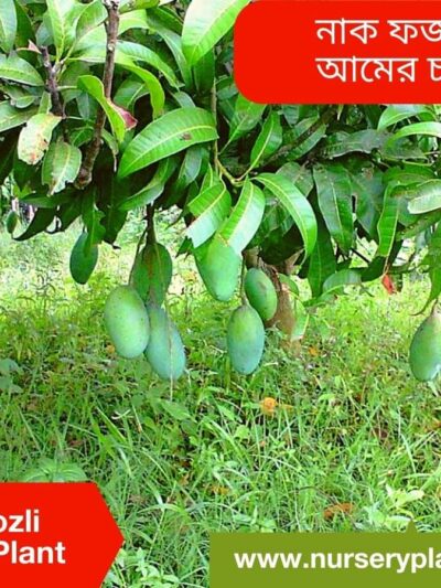 Nak Fozli Mango Tree