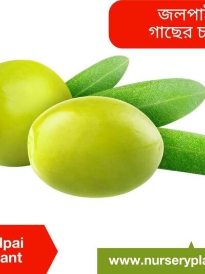 Olive, Jolpai