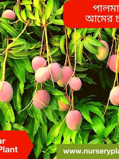 Palmar Mango Tree For Sale