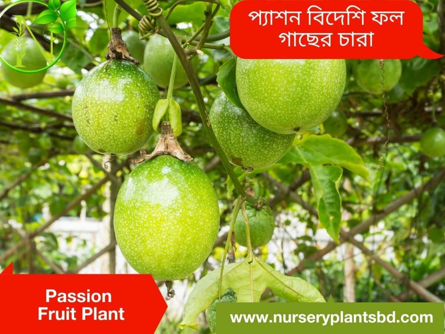 Passion Fruit Tree Plants - 2021