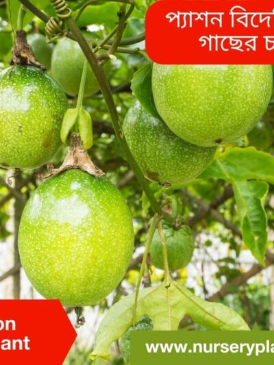 The Best Passion Fruit Tree Nursery Plants