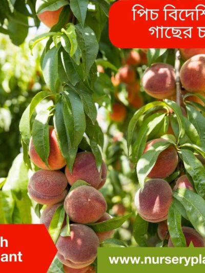 Peach Fruit