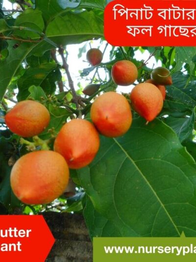 Peanut Butter Tree