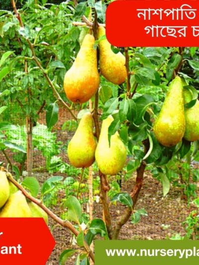 Pear, Nashpati, Nashpati Fruit
