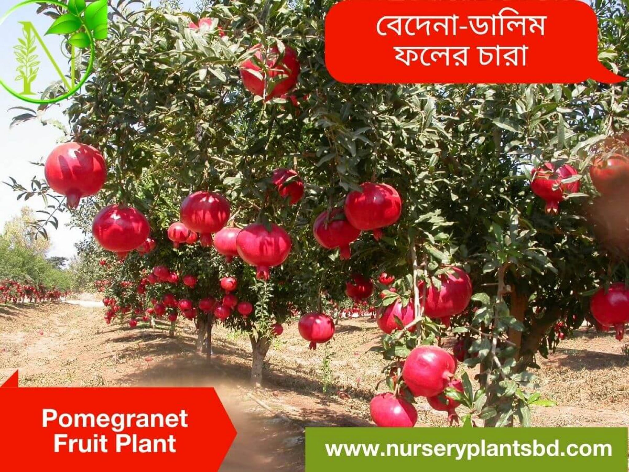 The Best Hybrid Pomegranate Fruit Trees For Sale - 2021