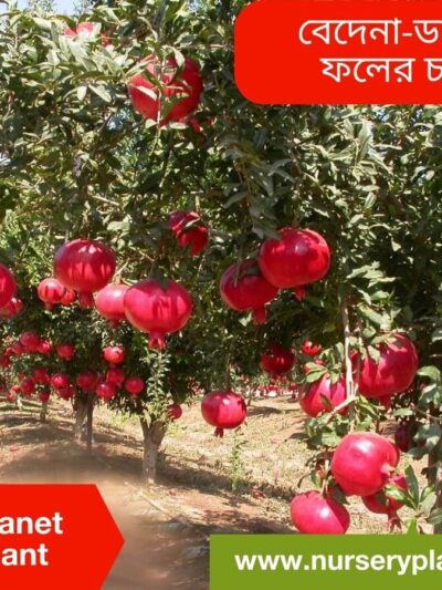 Pomegranet