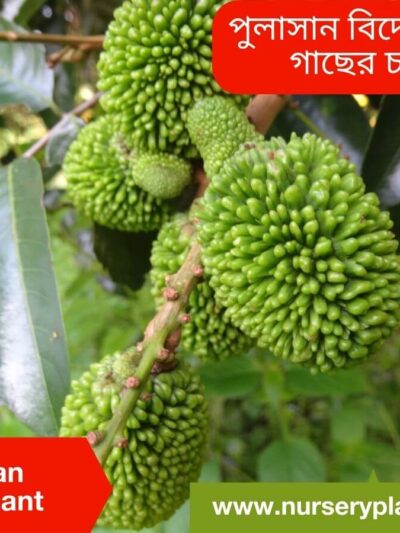 The Best Pulasan Fruit Tree Nursery Plants