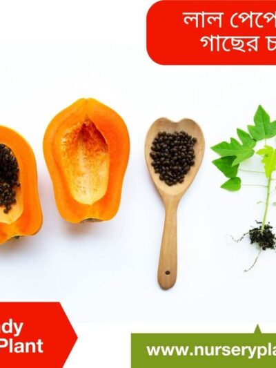 The Best Red Lady Papaya Fruit Tree Nursery Plants