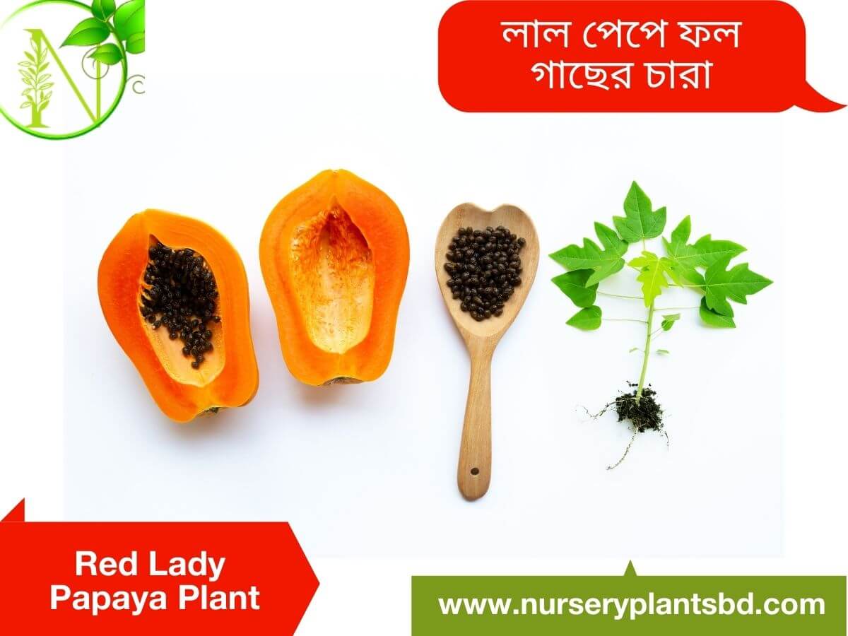 The Best Red Lady Papaya Fruit Tree Nursery Plants