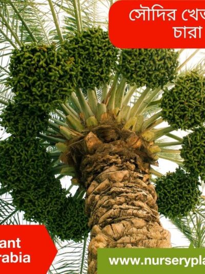 Date Fruit Tree For Sale