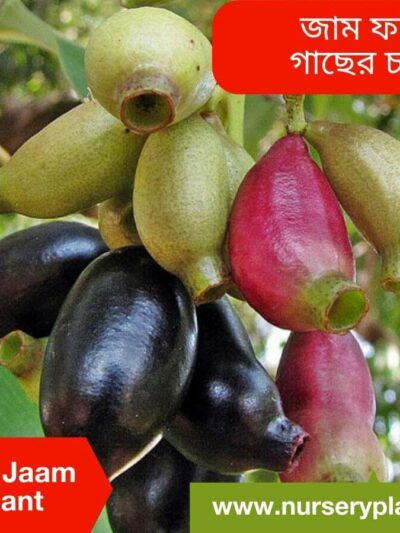 Java Plum