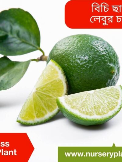 The Best Seedless Lemon Fruit Tree Nursery Plants