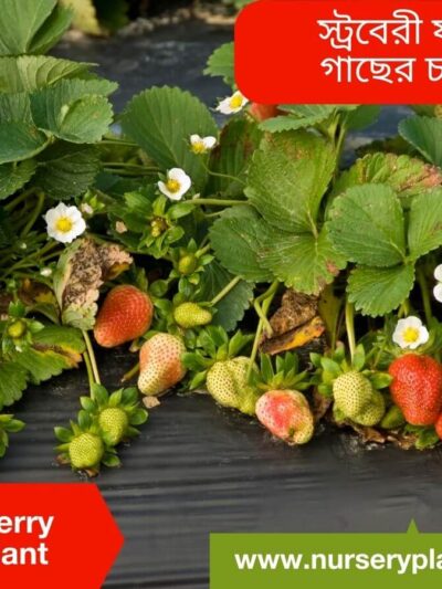 The Best Strawberry Fruit Tree Nursery Plants