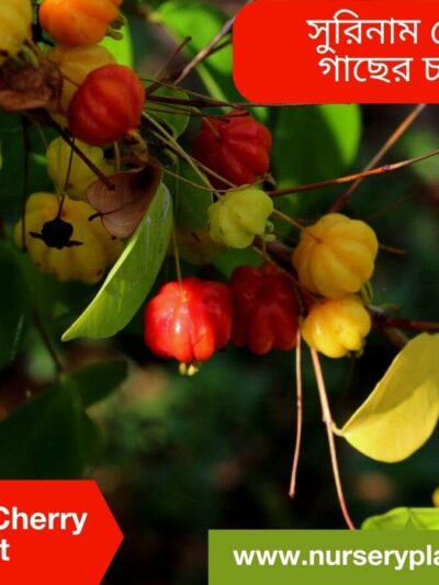 The Best Surinam Cherry Fruit Tree Nursery Plants