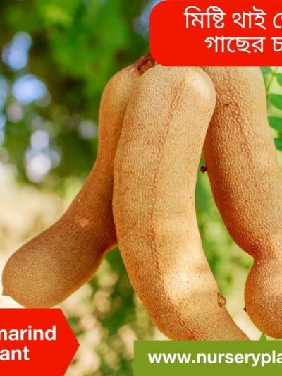 The Best Sweet Tamarind Fruit Tree Nursery Plants
