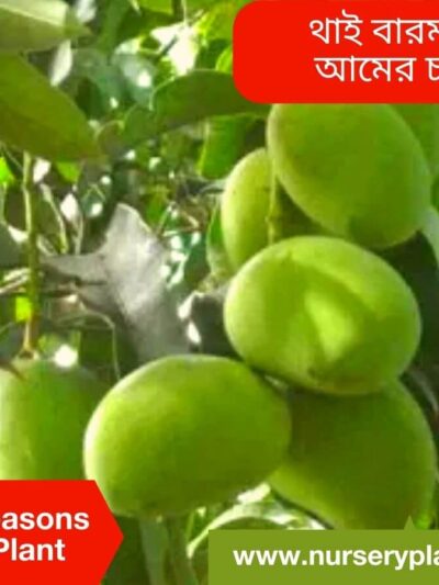 Mango Trees
