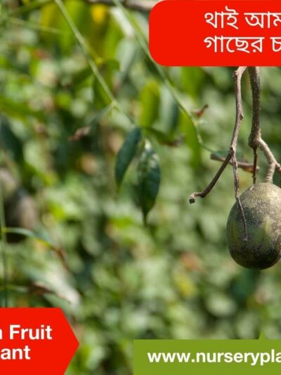 The Best Thai Amra Fruit Tree Nursery Plants