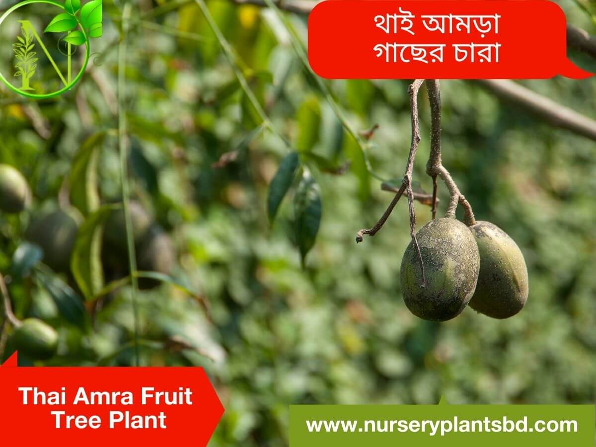 The Best Thai Amra Fruit Tree Nursery Plants