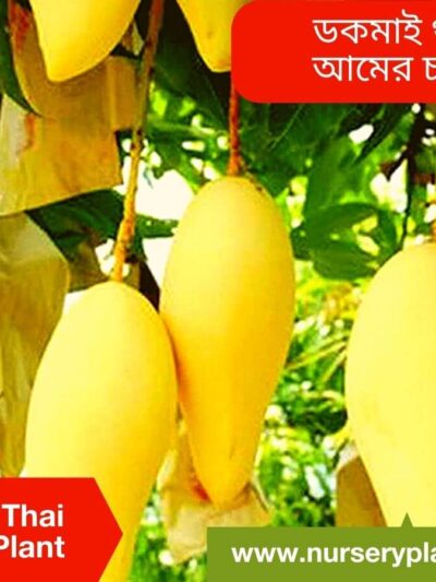 The Best Thai Docmai Mango Fruit Tree Nursery Plants