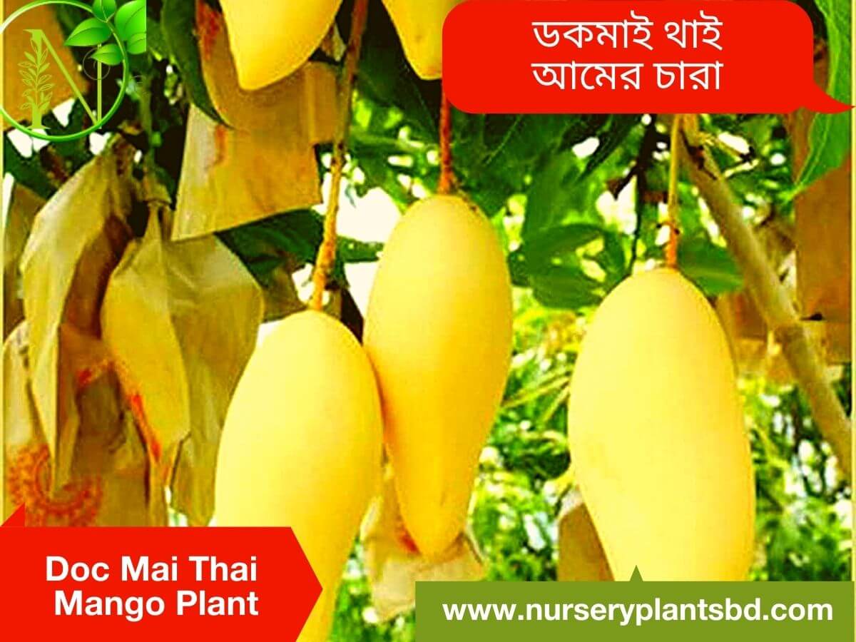 The Best Thai Docmai Mango Fruit Tree Nursery Plants