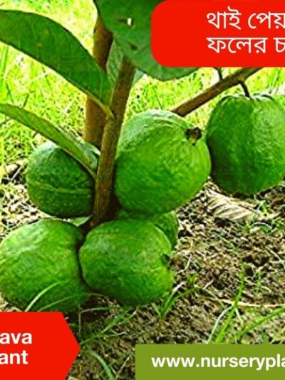 Guava, Thai Guava