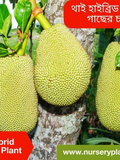 Jackfruit, Kathal