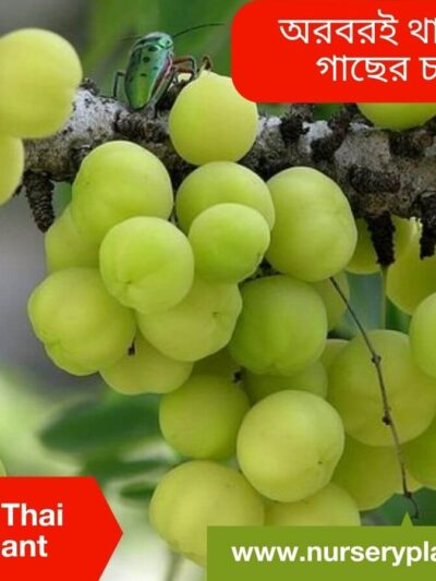 The Best Thai Orboroi Fruit Tree Nursery Plants