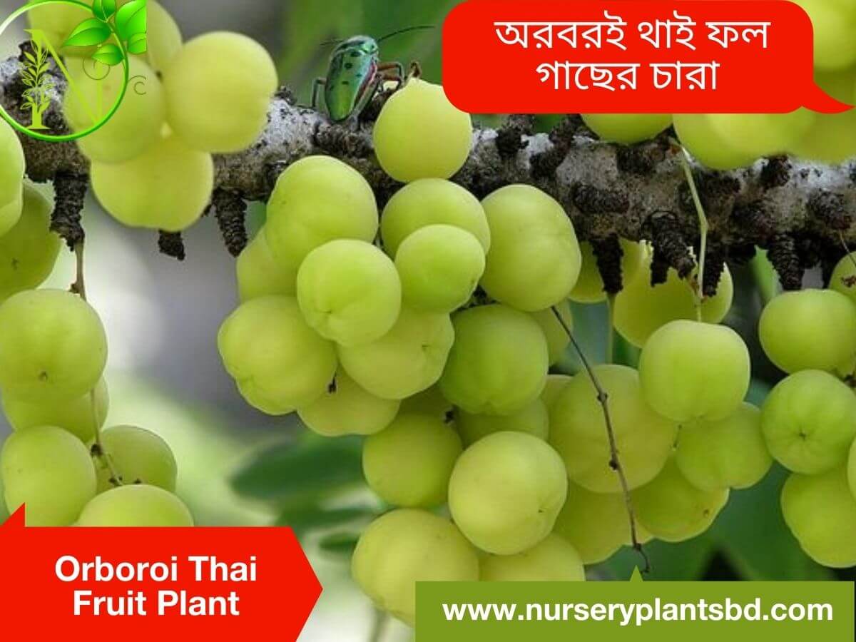 The Best Thai Orboroi Fruit Tree Nursery Plants