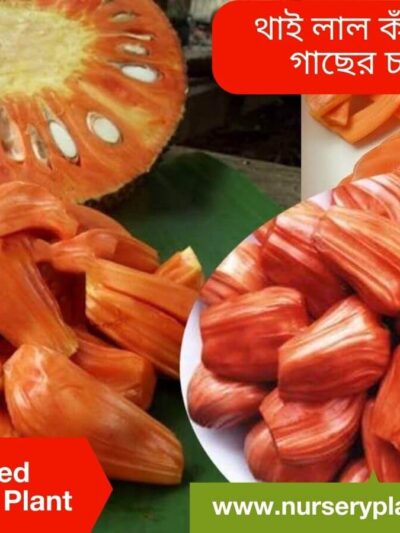 Red Jackfruit Tree For Sale