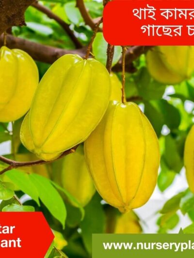 Star Fruit Tree For Sale