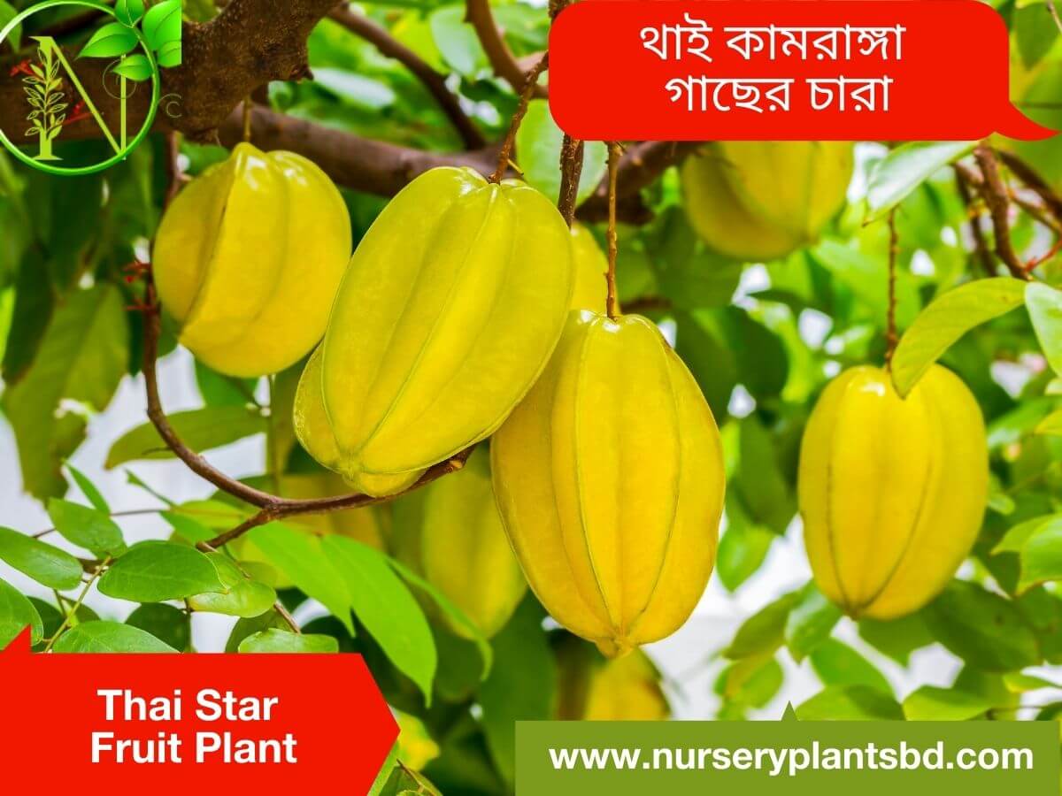 Star Fruit Tree For Sale