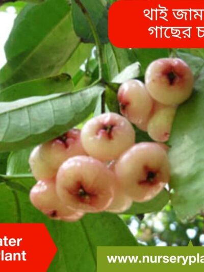 The Best Thai Water Apple Tree Nursery Plants
