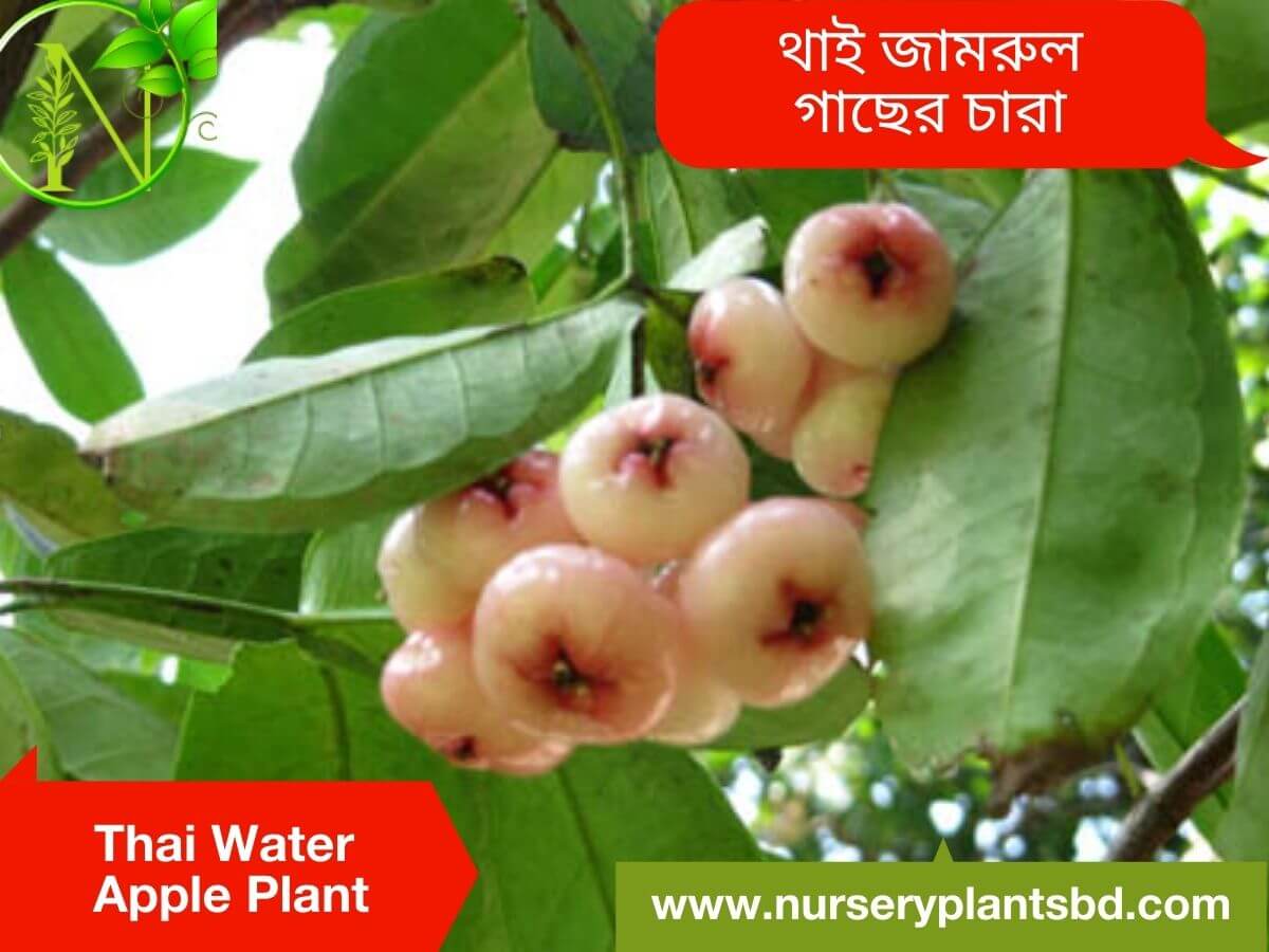 The Best Thai Water Apple Tree Nursery Plants