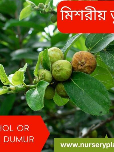 The Best Tinophol ( Mishori Dumur ) Nursery Plants in Bangladesh
