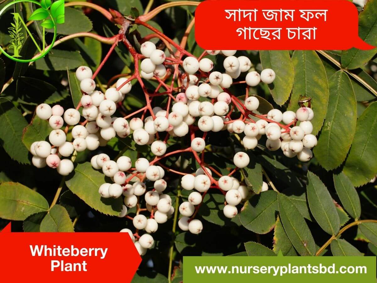The Best Whiteberry Fruit Tree Nursery Plants