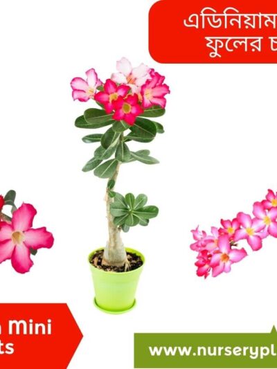 The best Adenium Mini Plants for sale