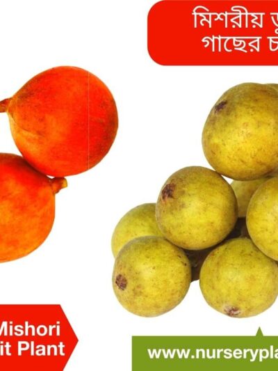 Dumur
