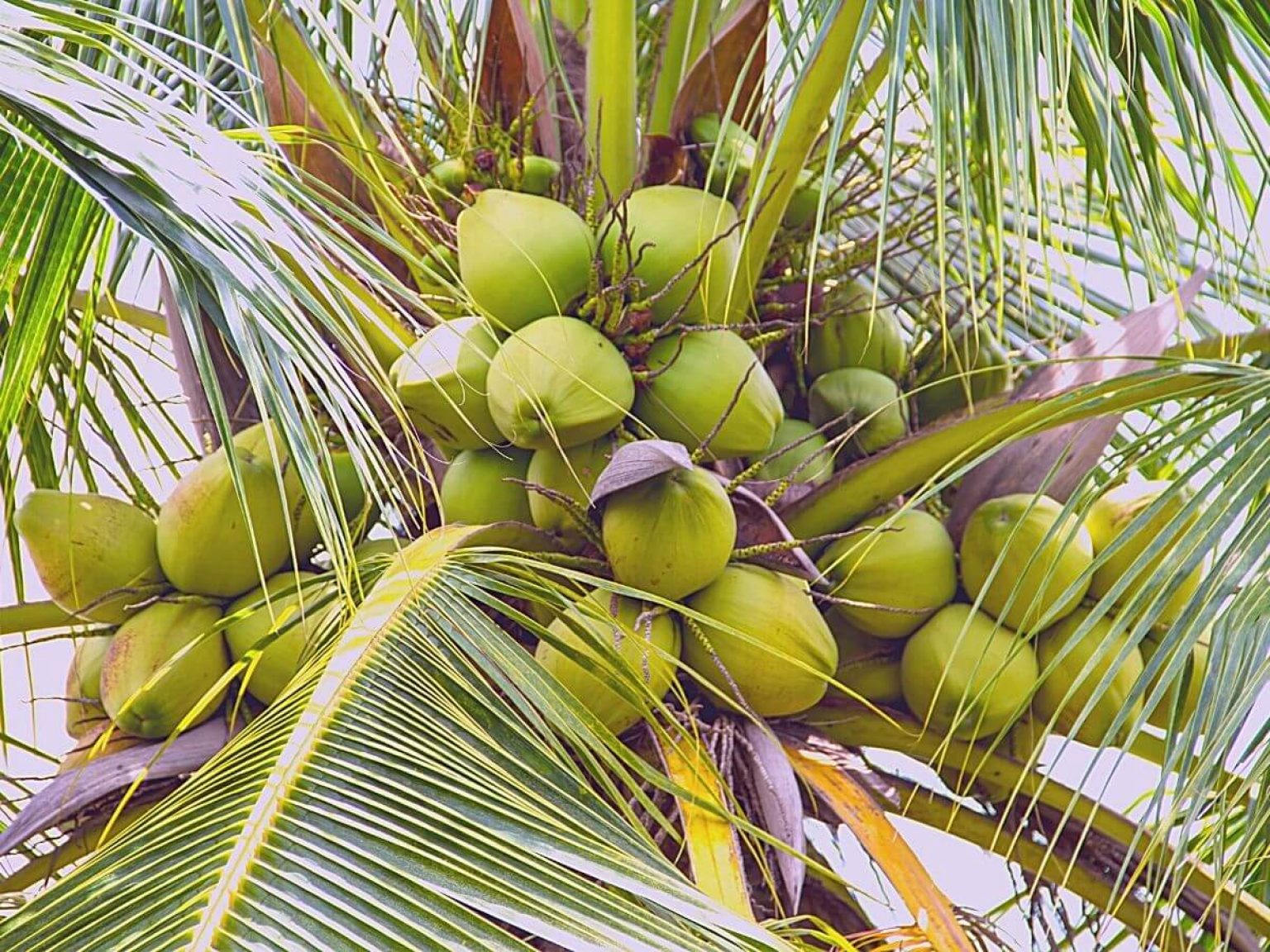 big tree coconut nectar
