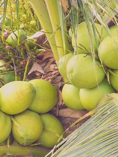 Vietnam-coconut-tree for sale