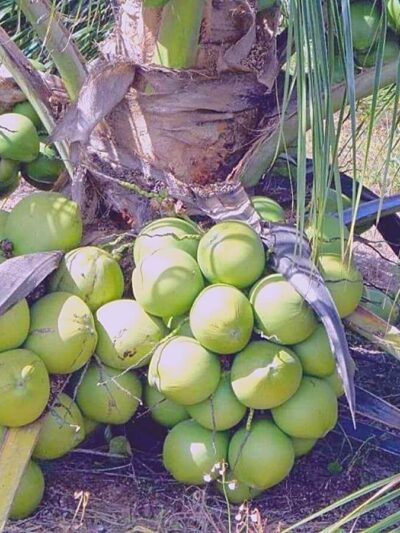 Vietnam coconut