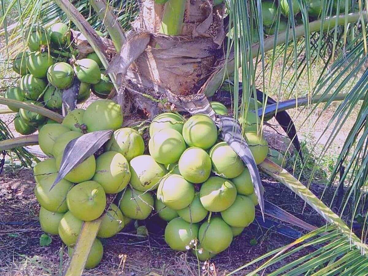 Vietnam Coconut