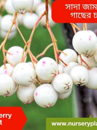 Whiteberry, sada jam
