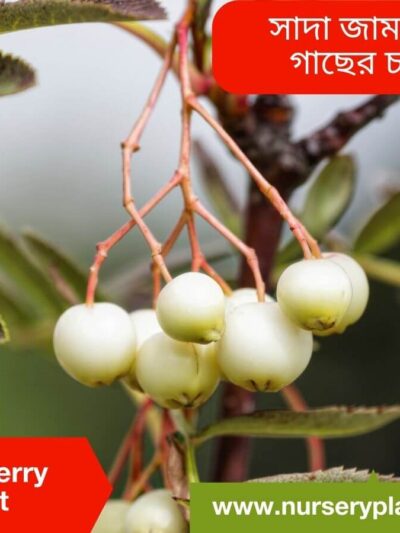 Whiteberry Fruit Tree Nursery