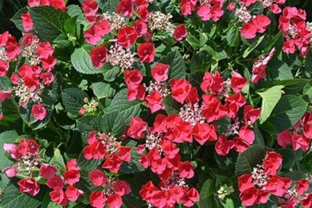 Cherry Explosion Hydrangea A Great Add To Your Garden