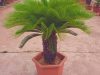 Cycas Tree