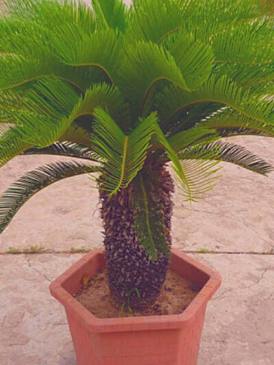 Cycas Tree
