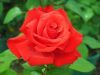 Red Rose