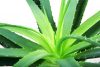 Aloe Vera Tree