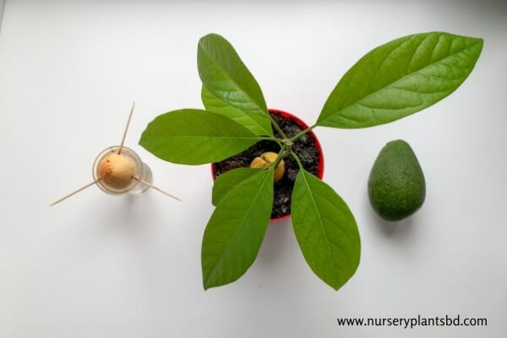 11 Best Step: How to Plant an Avocado Seed in Soil